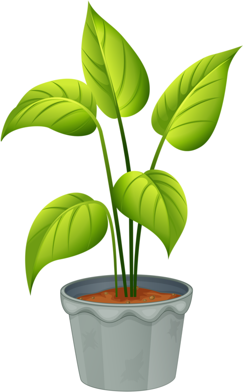Green Home Plant
