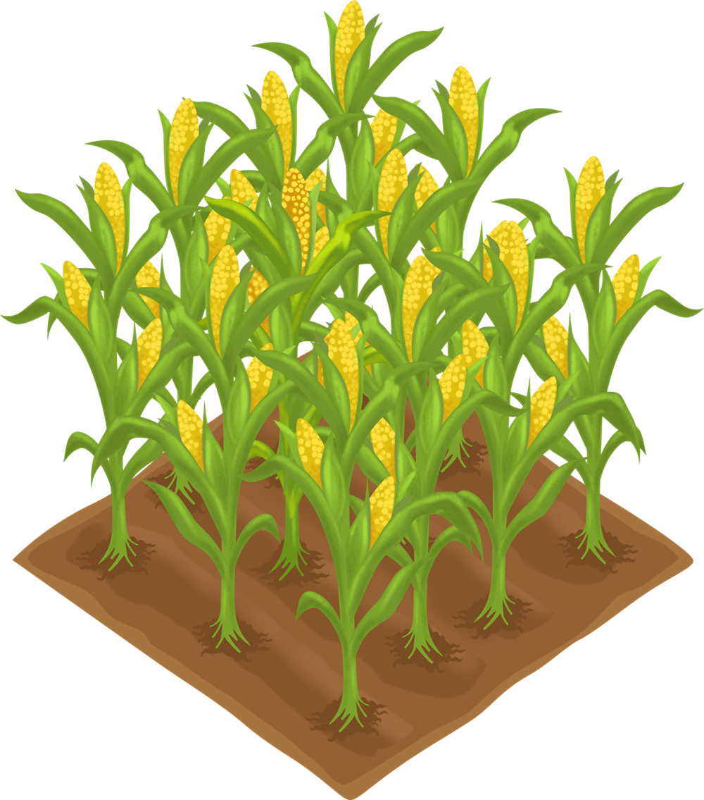 Plants clipart corn.