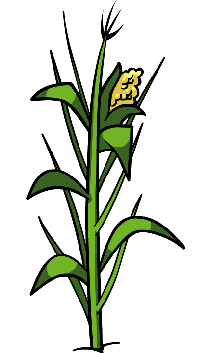 Pictures of corn plants clipart images gallery for free