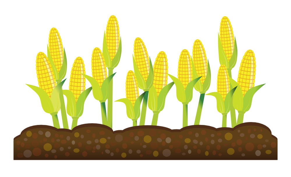 Free corn plant.