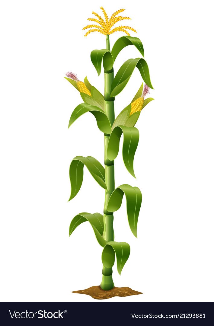 Corn plant Royalty Free Vector Image