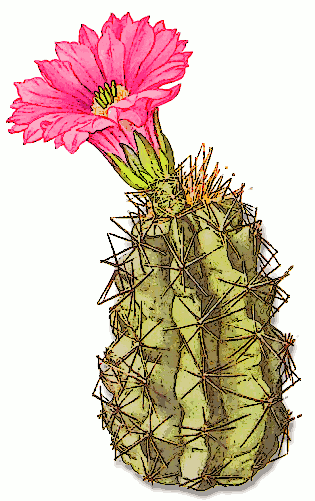 Free cactus clipart.