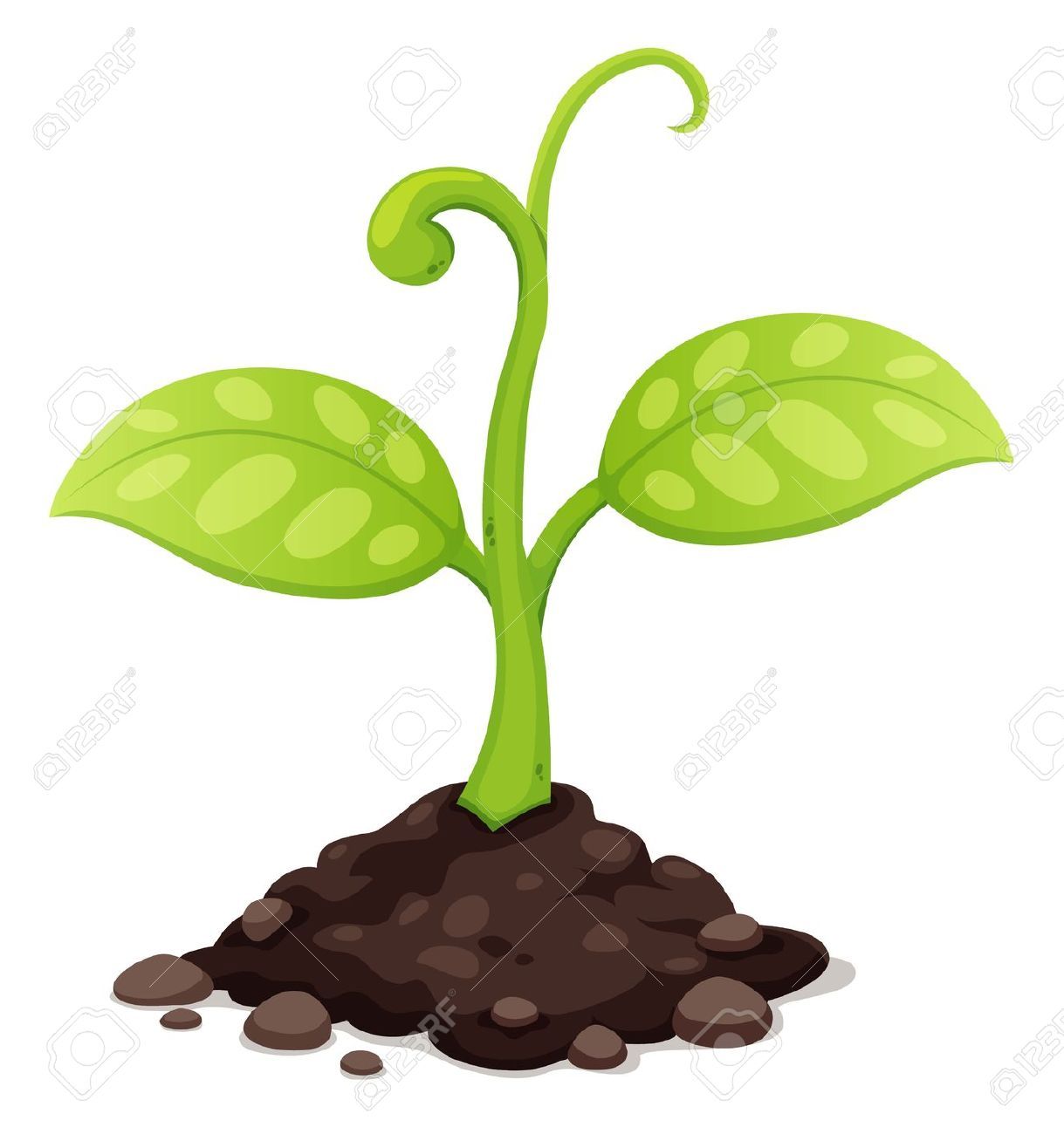 Seed Growing Images, Stock Pictures, Royalty Free Seed
