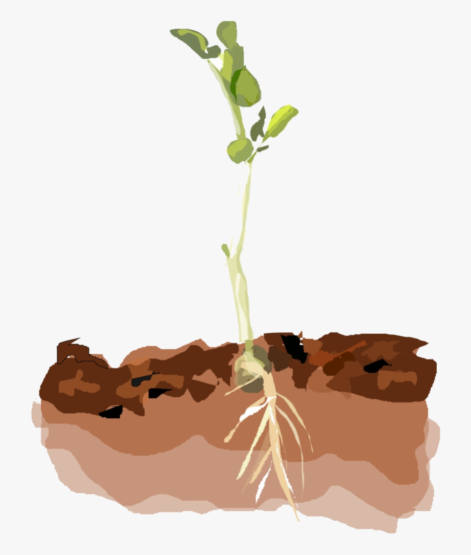 Plant Sprouting Clip Art