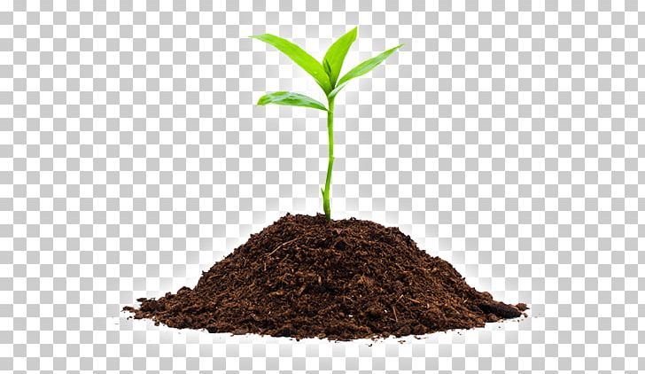Seedling Soil Sprouting Plants PNG, Clipart, Agriculture