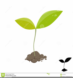 Plant sprout clipart.