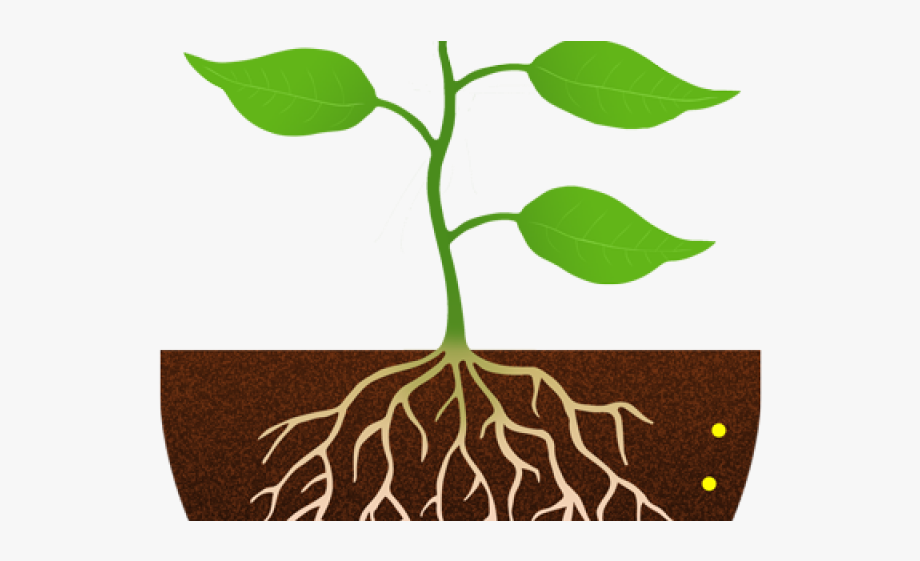 Roots clipart plant.