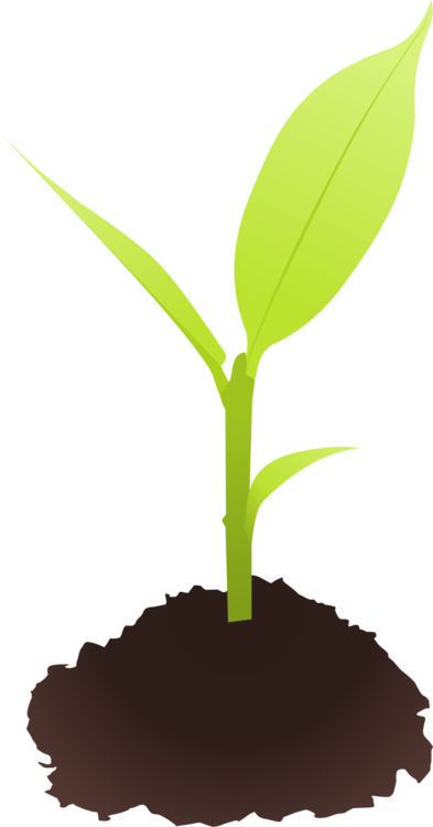 Plant Stem,Plant,Grass PNG Clipart