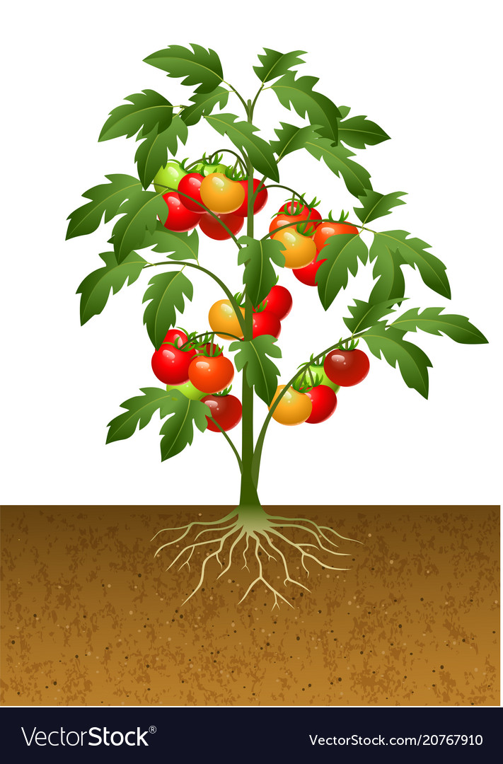 Tomato plant with.