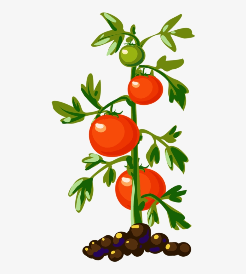 free clipart plants tomato plant