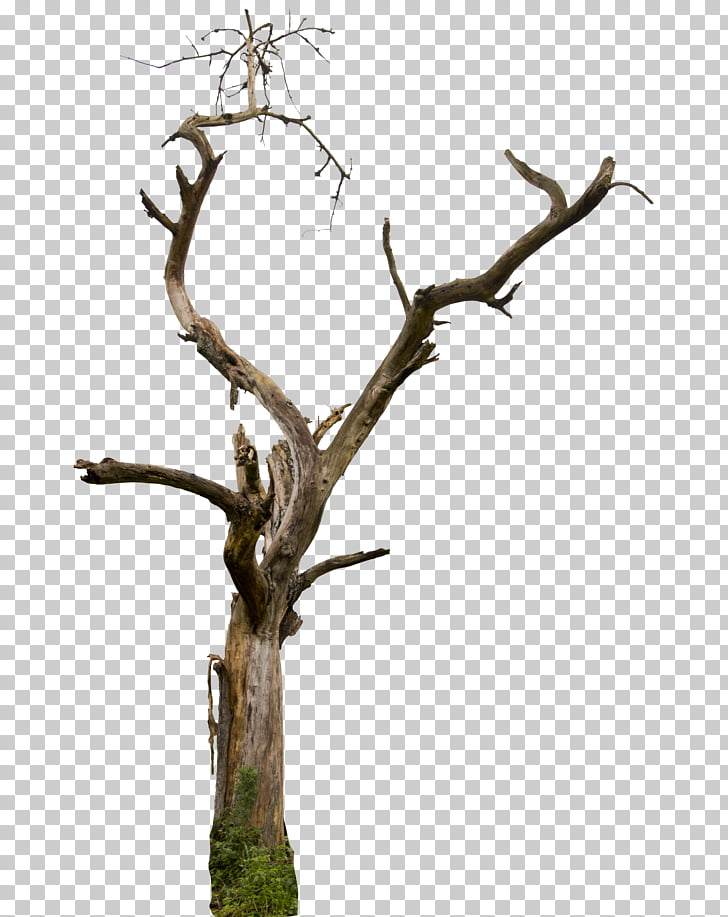 Tree snag branch.