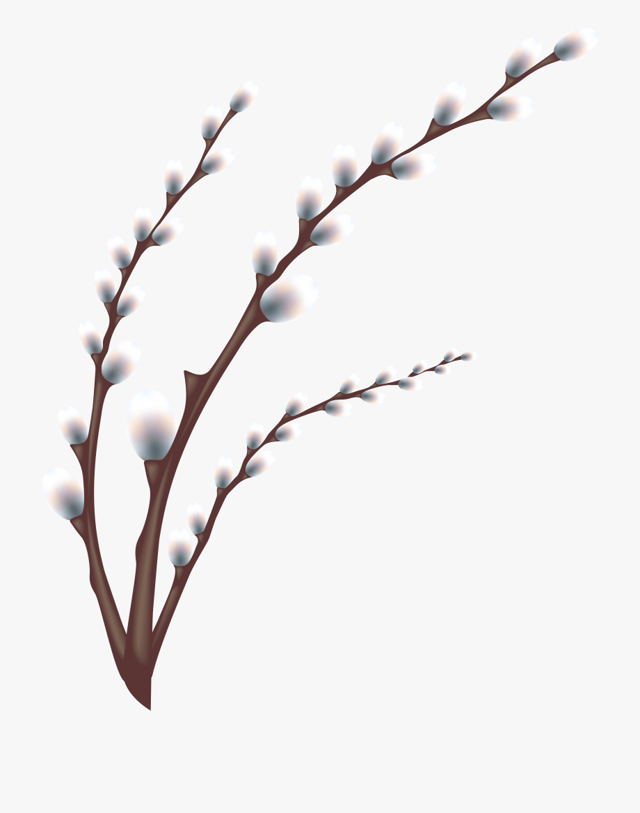 Easter Willow Tree Branch Transparent Png Clip Art