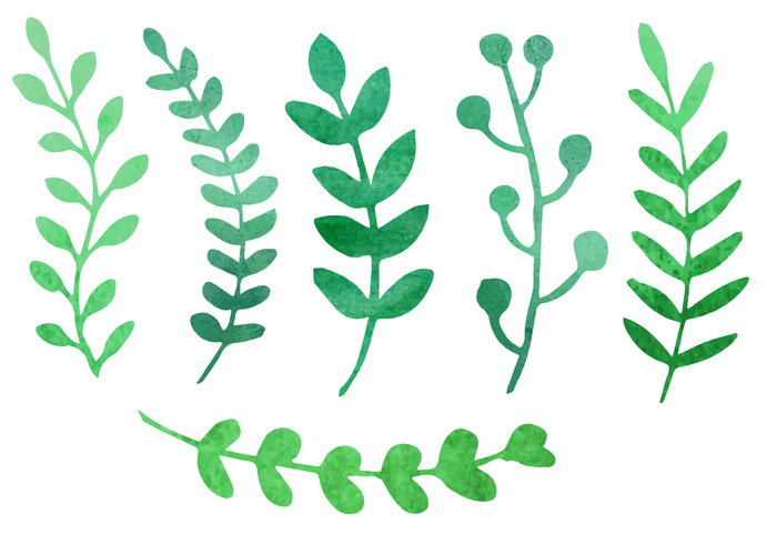 Watercolor plants vector.