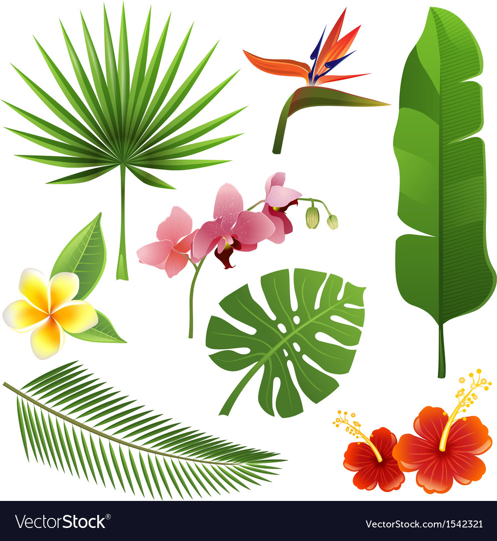 Tropical plants.
