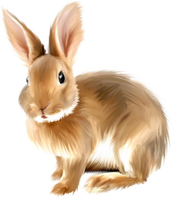 Bunny rabbit clipart free graphics of rabbits and bunnies