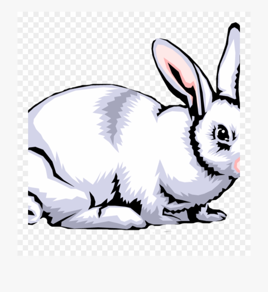 Free rabbit images.