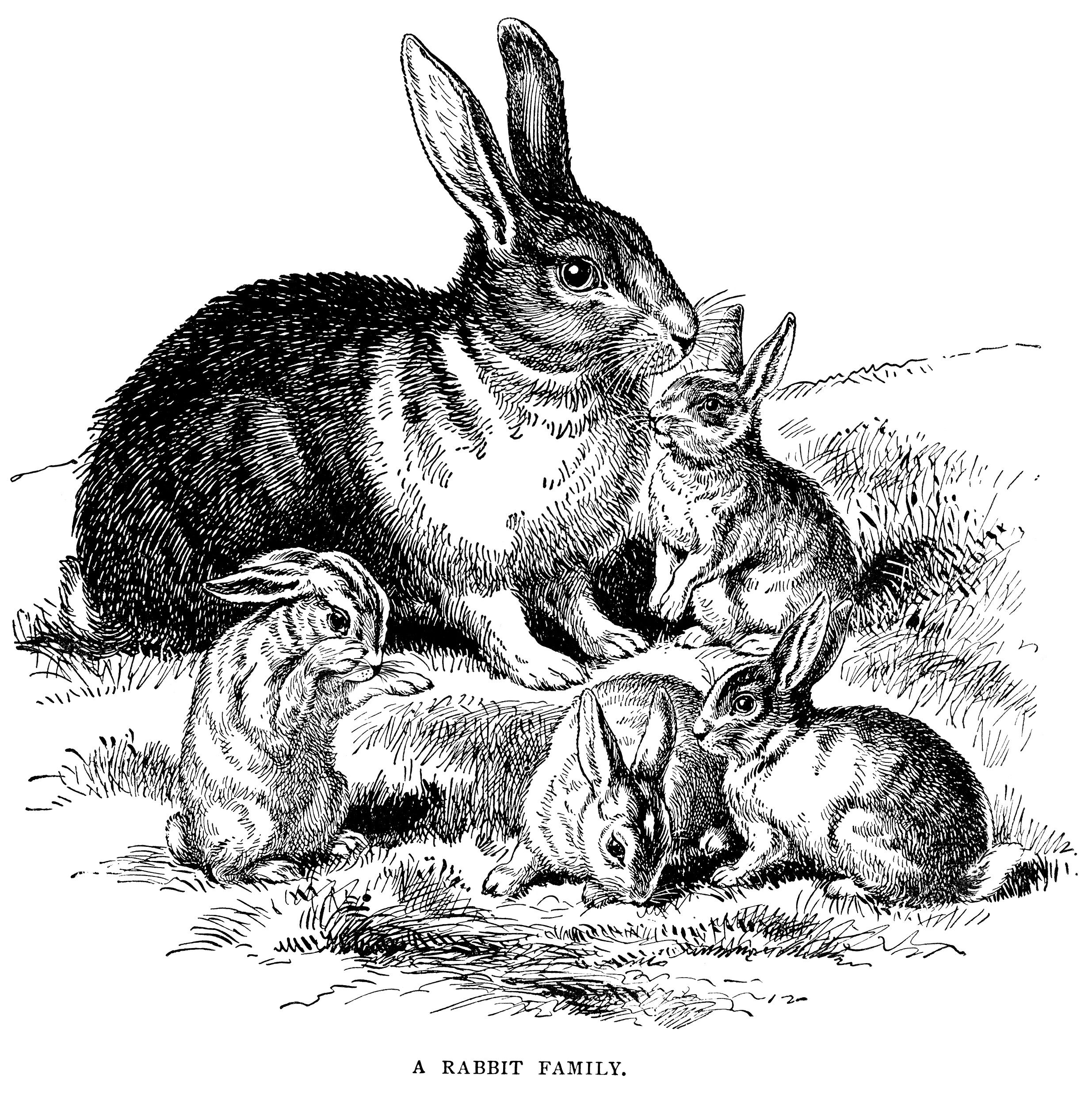 Vintage rabbit clip art, rabbit family illustration, vintage