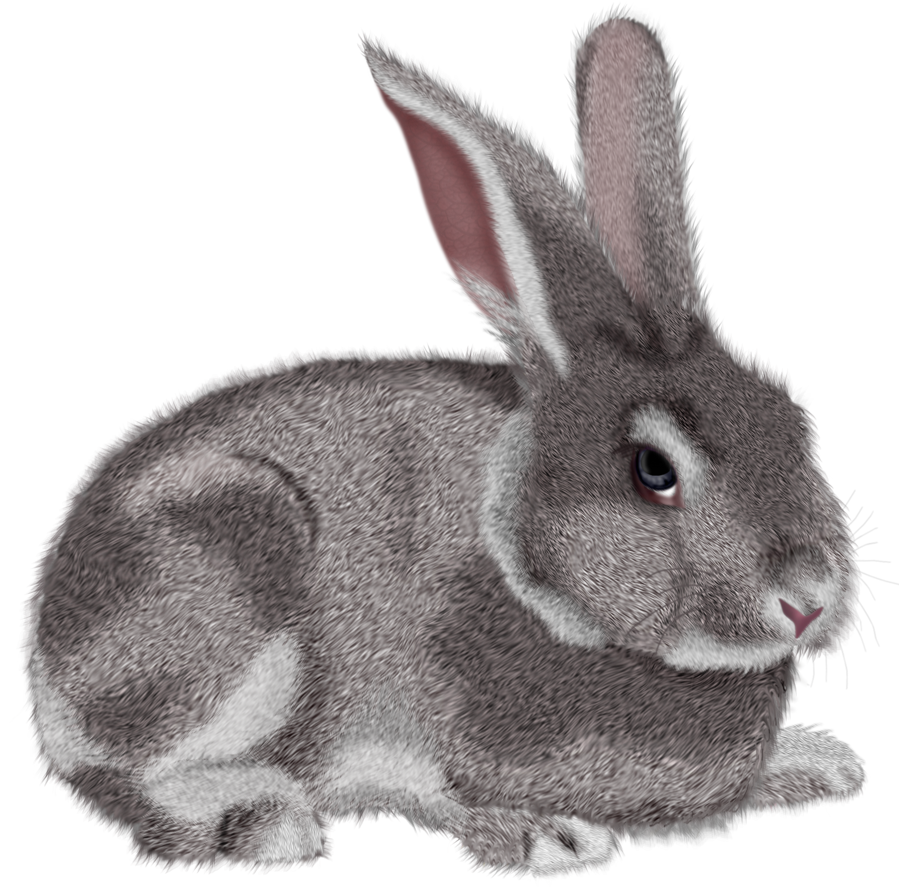 Grey Rabbit PNG Clipart Picture