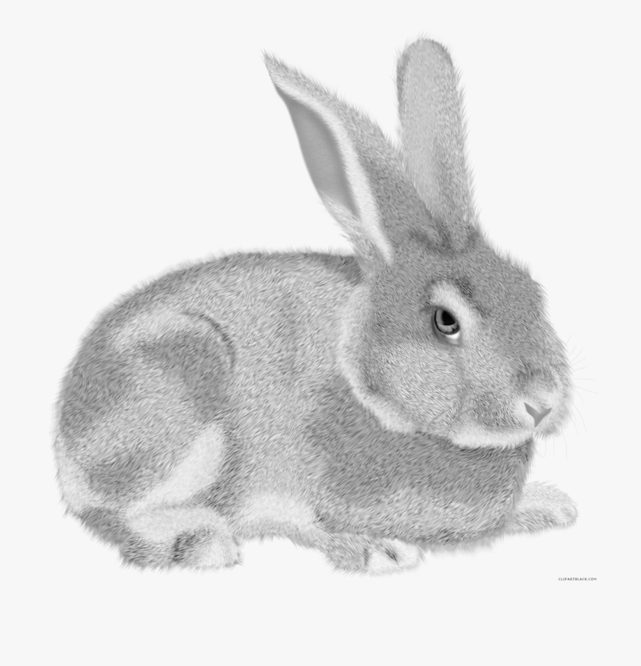 Grey Rabbit Animal Free Black White Clipart Images