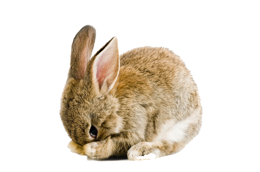 Rabbit PNG Images Transparent Free Download