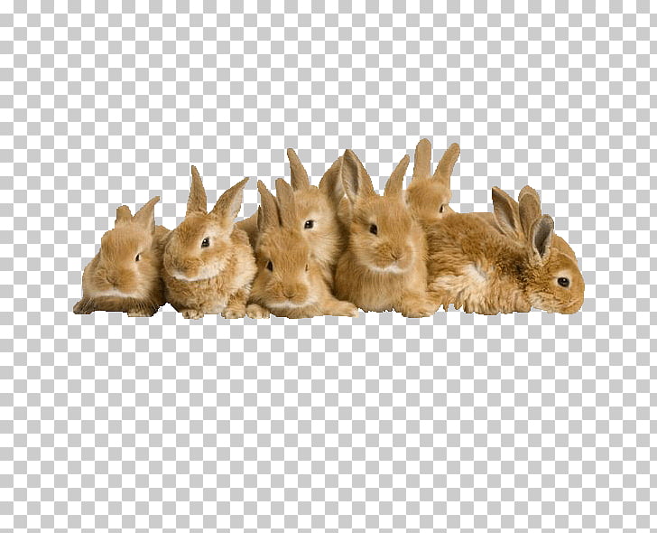 Easter bunny rabbit.