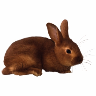 HD Rabbit PNG Images, Backgrounds for Free Download