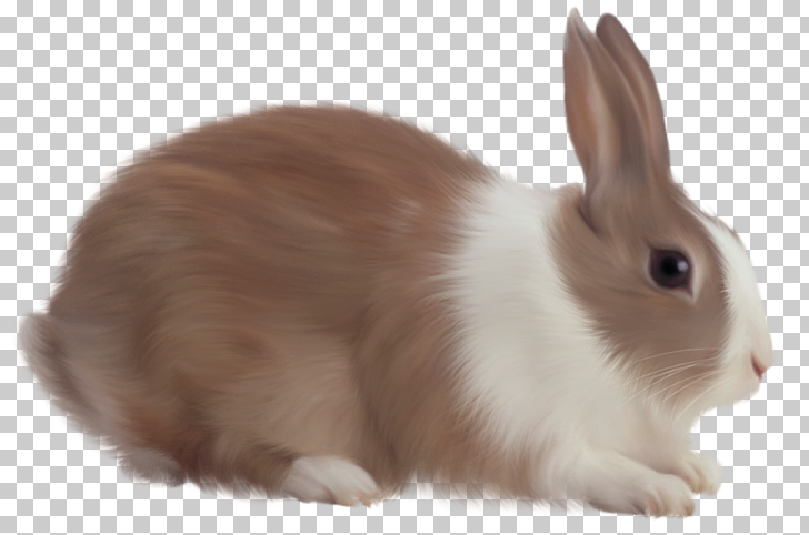 White Rabbit, Brown Rabbit Free , white and brown rabbit PNG