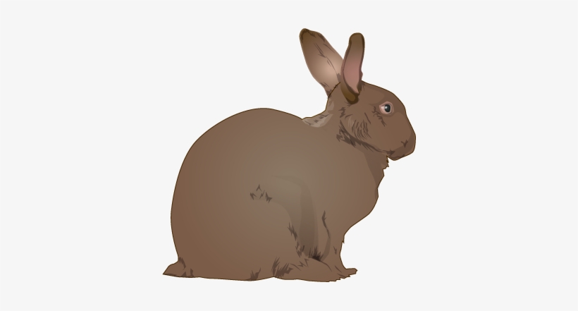 Rabbit clipart realistic.