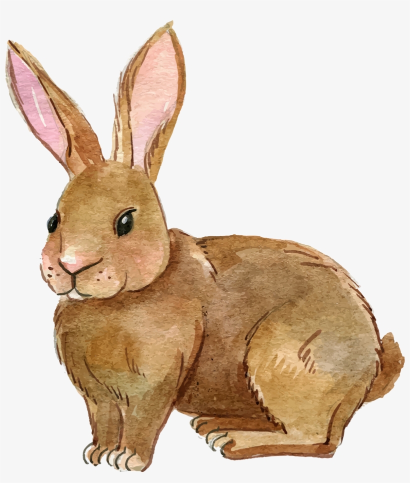 Clipart rabbit realistic.