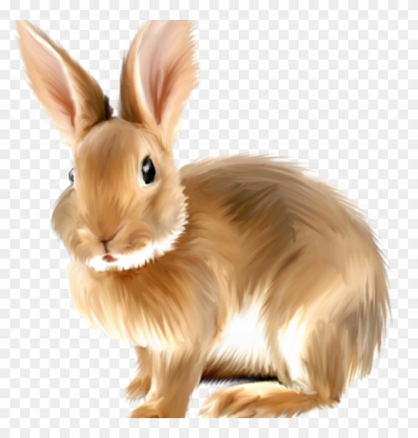 Rabbit Clipart Free Free Png Rabbits Bunnies Transparent
