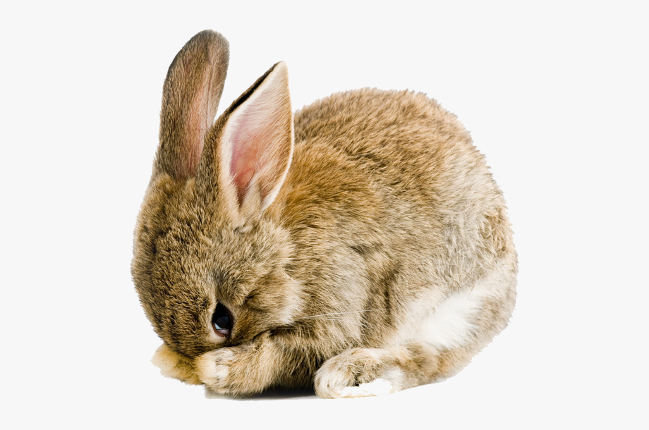 Rabbit Clipart Transparent Background