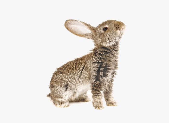Wild Rabbit PNG, Clipart, Animal, Animals, Bunnies, Pet