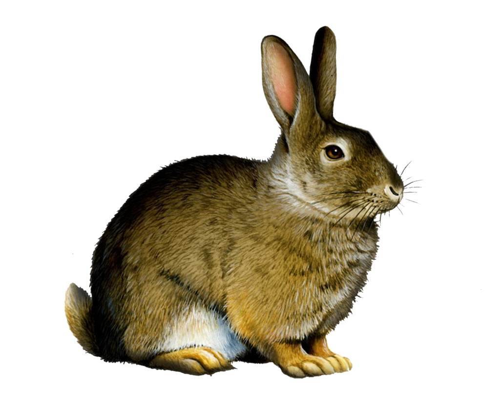Rabbit png image.