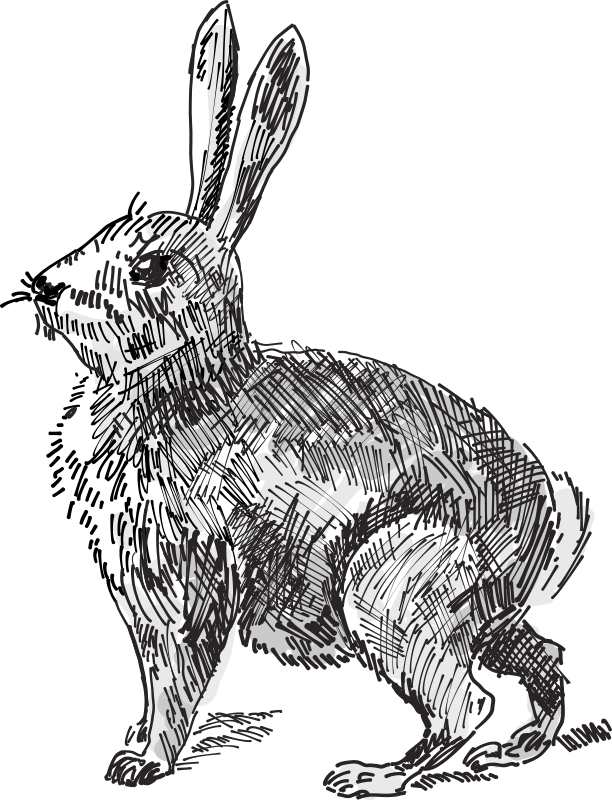 Clipart rabbit wild rabbit, Clipart rabbit wild rabbit