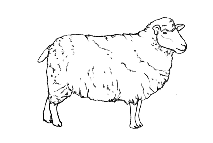 Free sheep drawing.