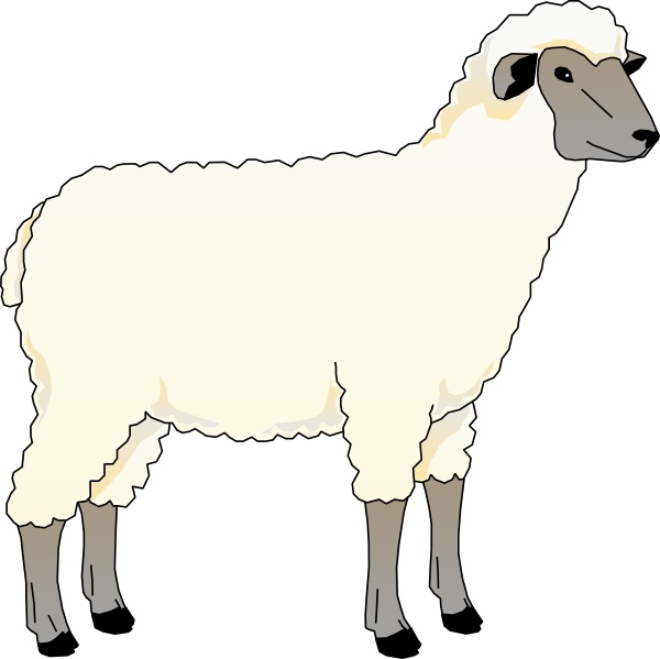 Sheep ewe clip.