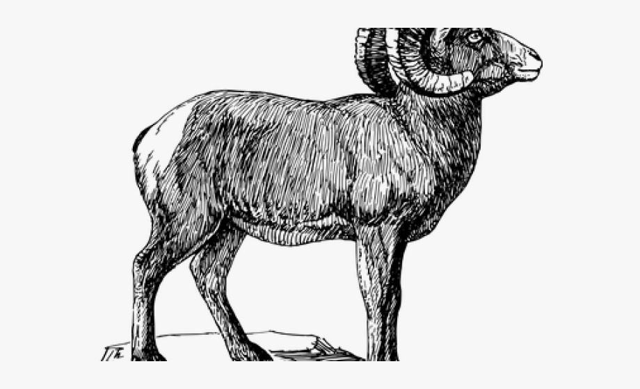 Lamb Clipart Ram