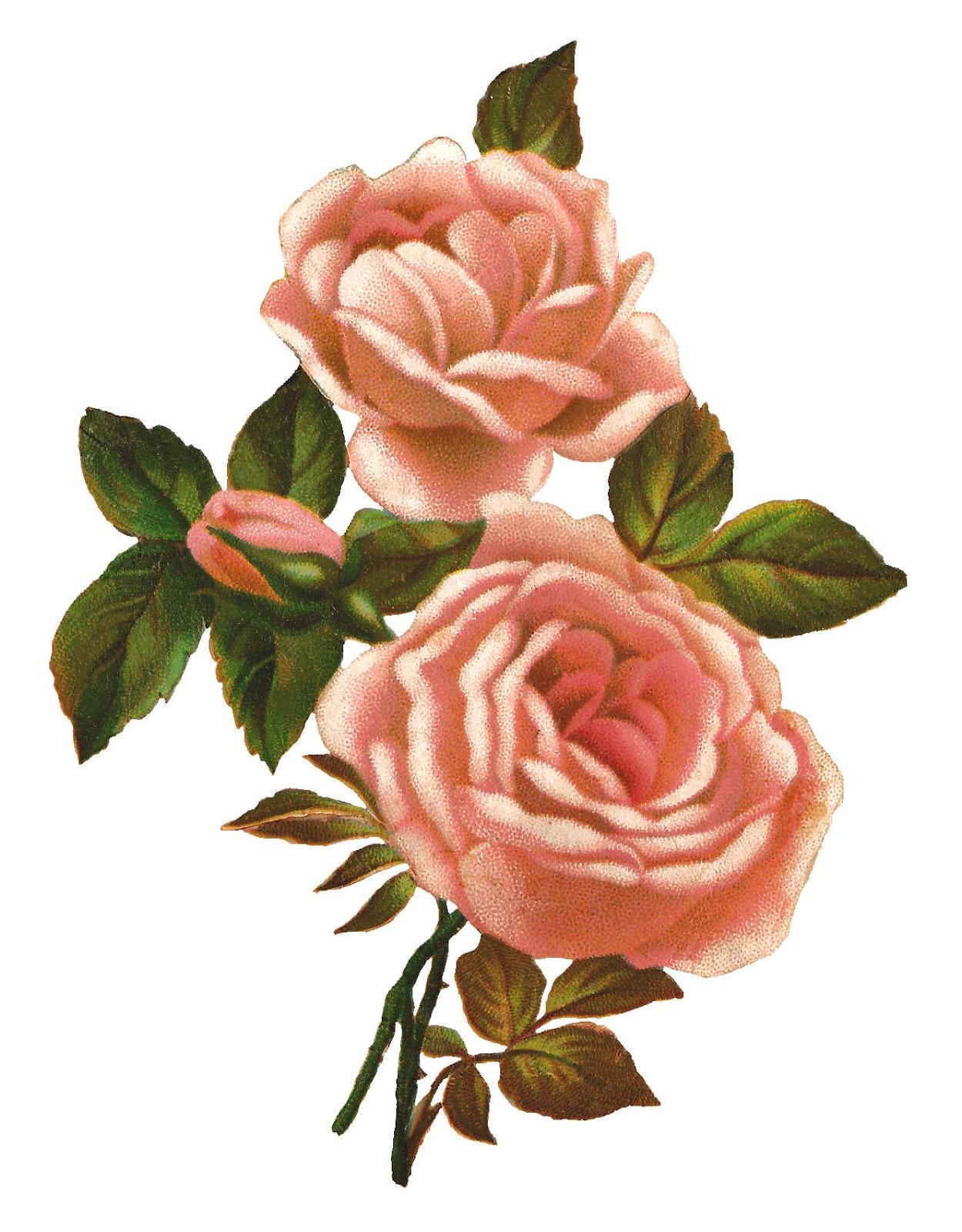 Best Free Vintage Rose Clip Art Drawing