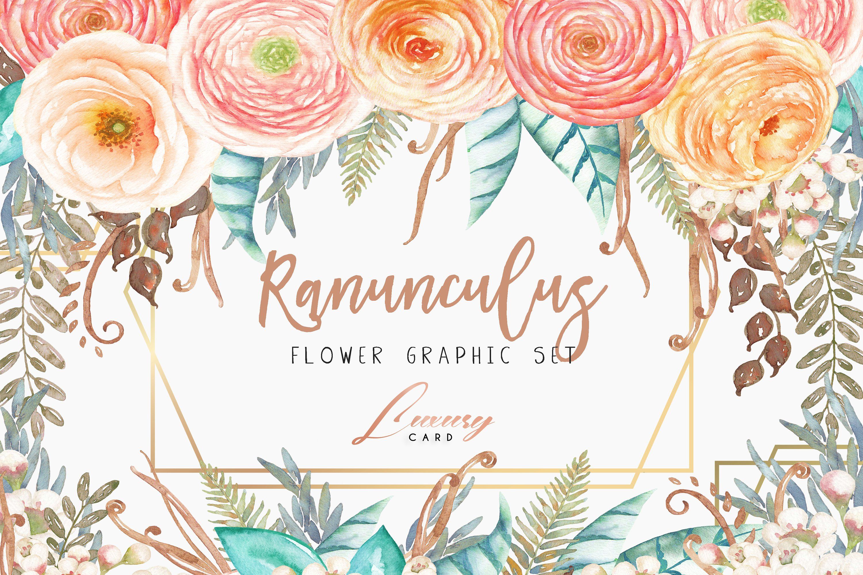Watercolor ranunculus flowers clip art