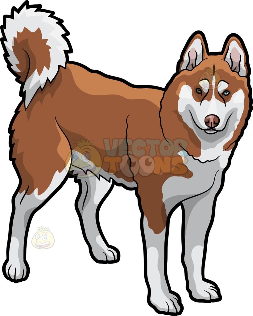 A beautiful brown husky dog