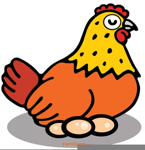 Chicken laying egg.