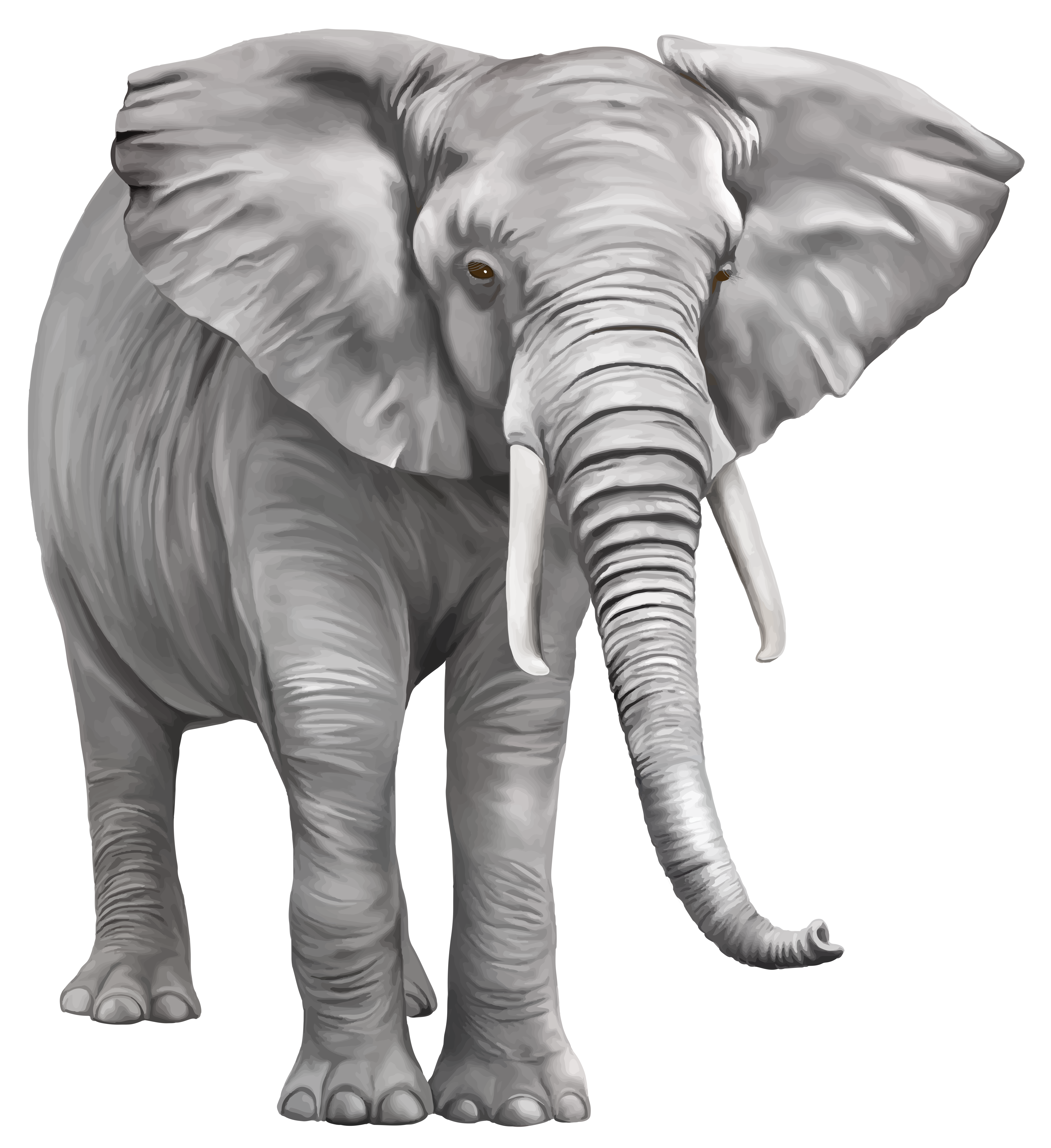 Elephant Large PNG Clipart