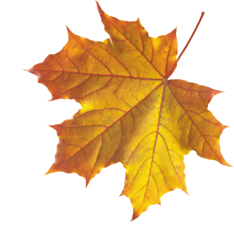 Autumn Leaves Clipart emoji