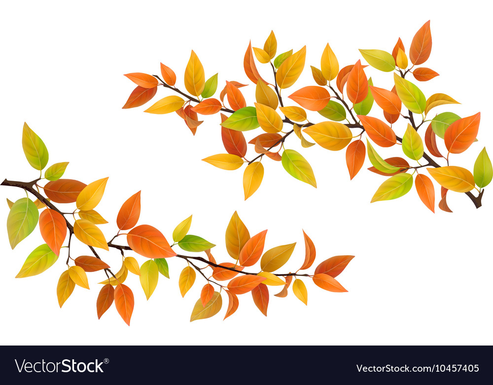 Tree branch with autumn leaves