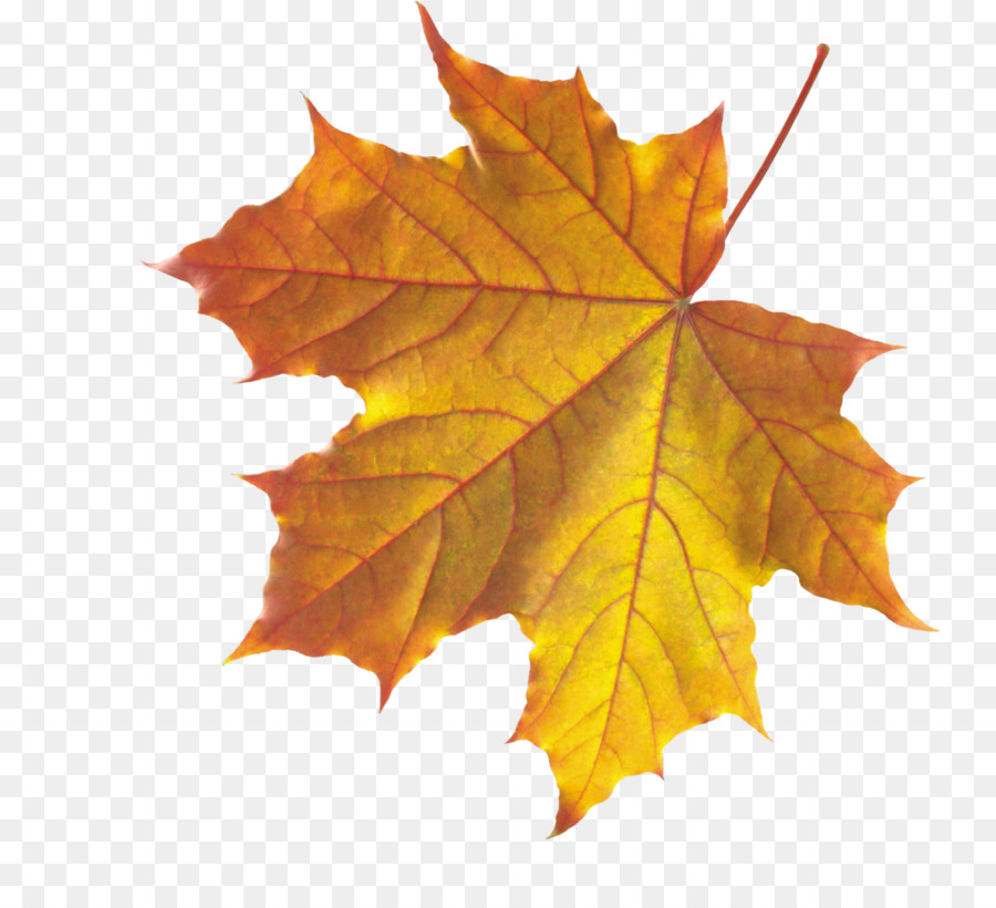 Autumn Leaves Leaf Clip Art