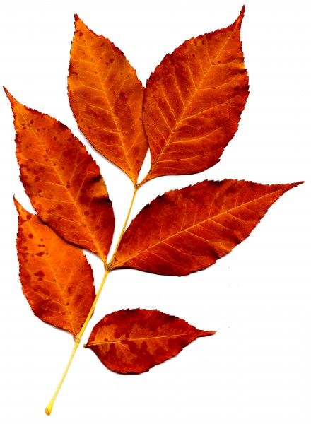 Sprig of Orange Fall Leaves