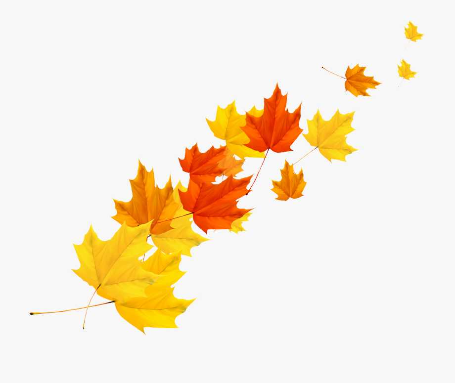 Fall leaf vector.