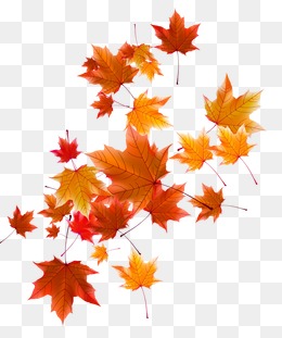 Autumn Leaves, Fall, Defoliation, Autumn