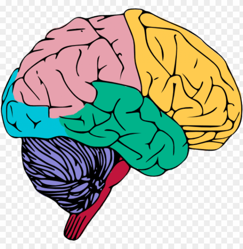 Human brain png.