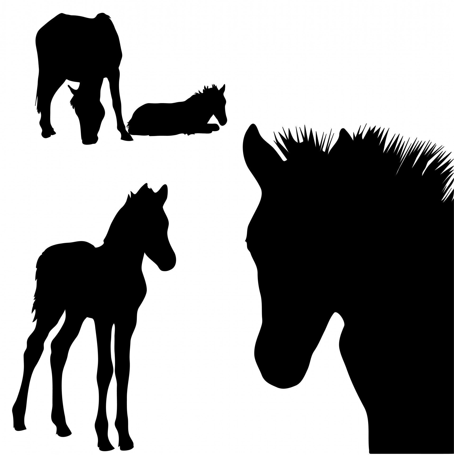 Horsehorsesfoalfoalscolt free image.